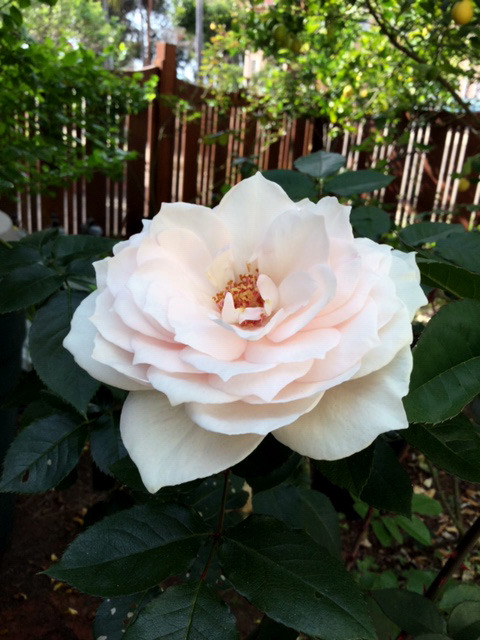 'Regina Louise ™' rose photo