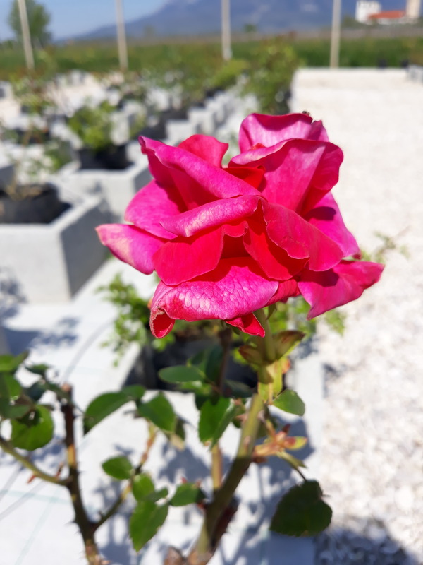 'Liberator' rose photo