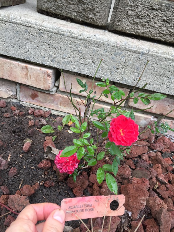 'Scarlet Gem ®' rose photo