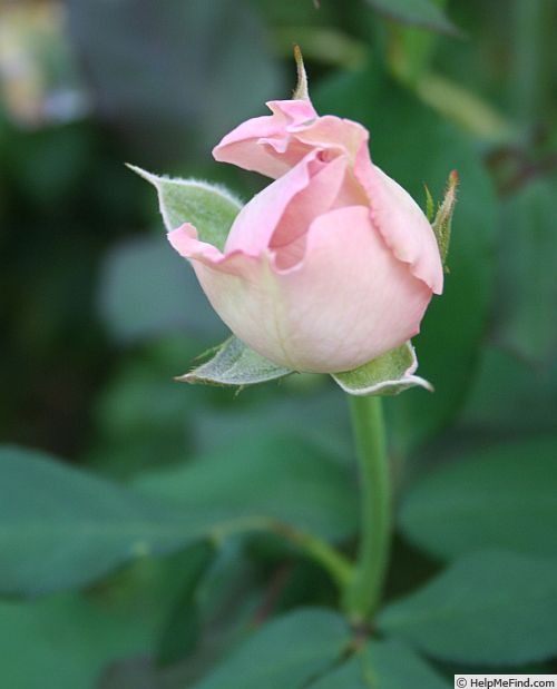 'Morpheus (grandiflora, Millington, 2010)' rose photo