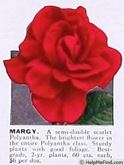 'Margy' rose photo