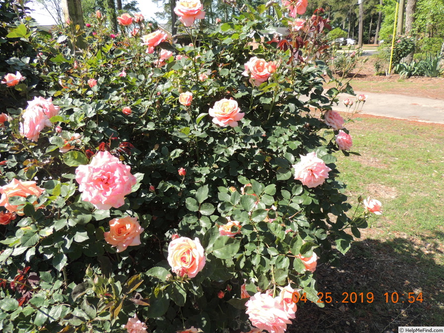 'F-00-10' rose photo