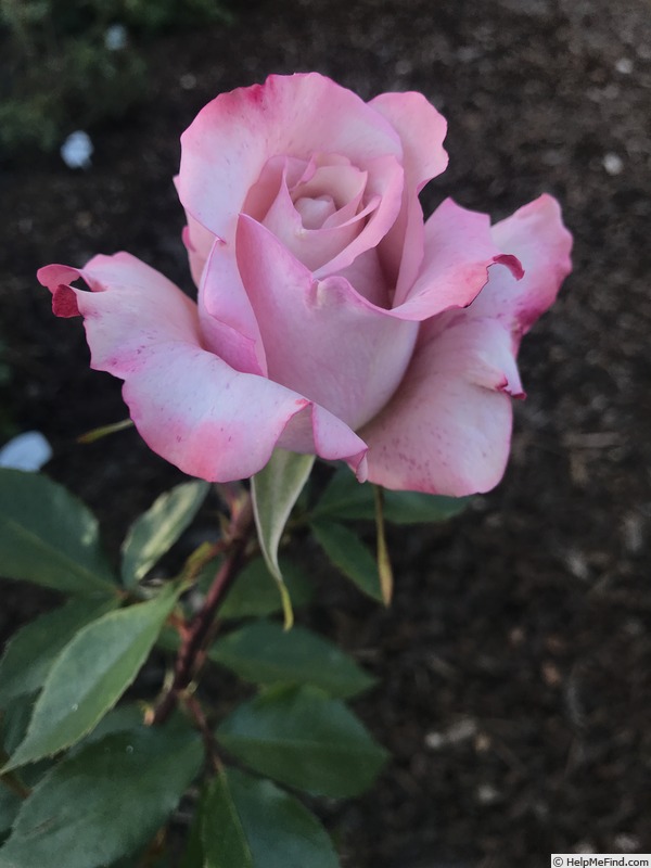 'Pinkerbelle™' rose photo