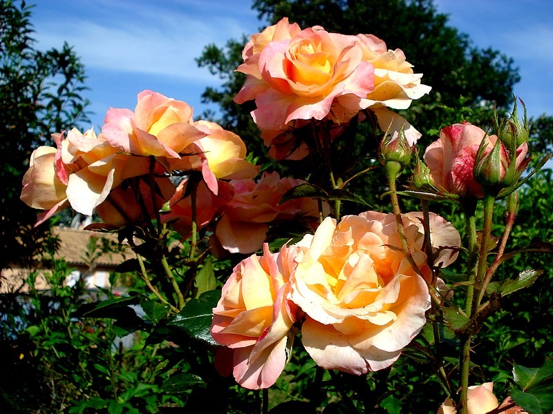 'Rochemenier Village ®' rose photo