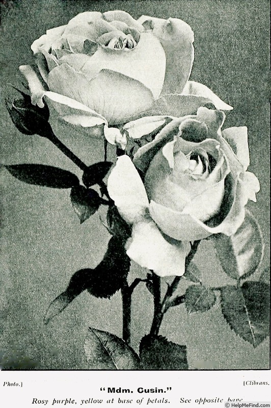 'Madame Cusin' rose photo