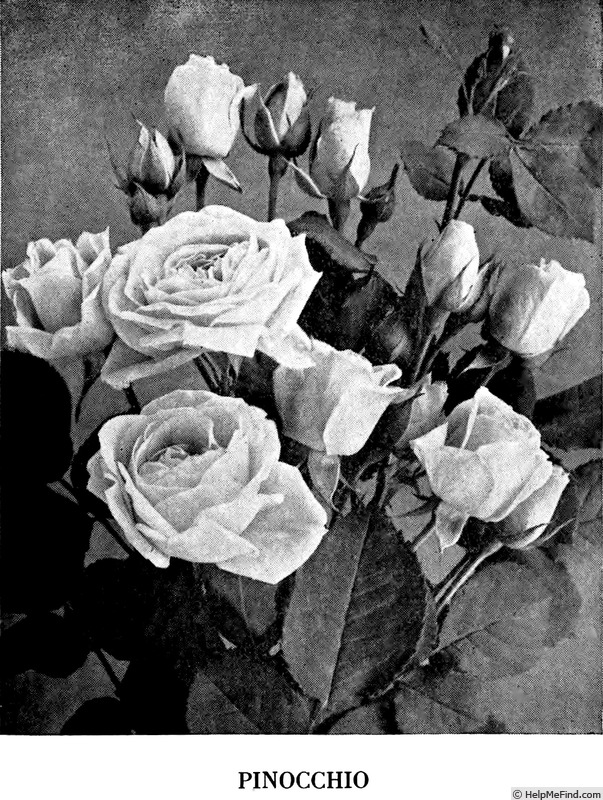 'Pinocchio (floribunda, Kordes, 1940)' rose photo