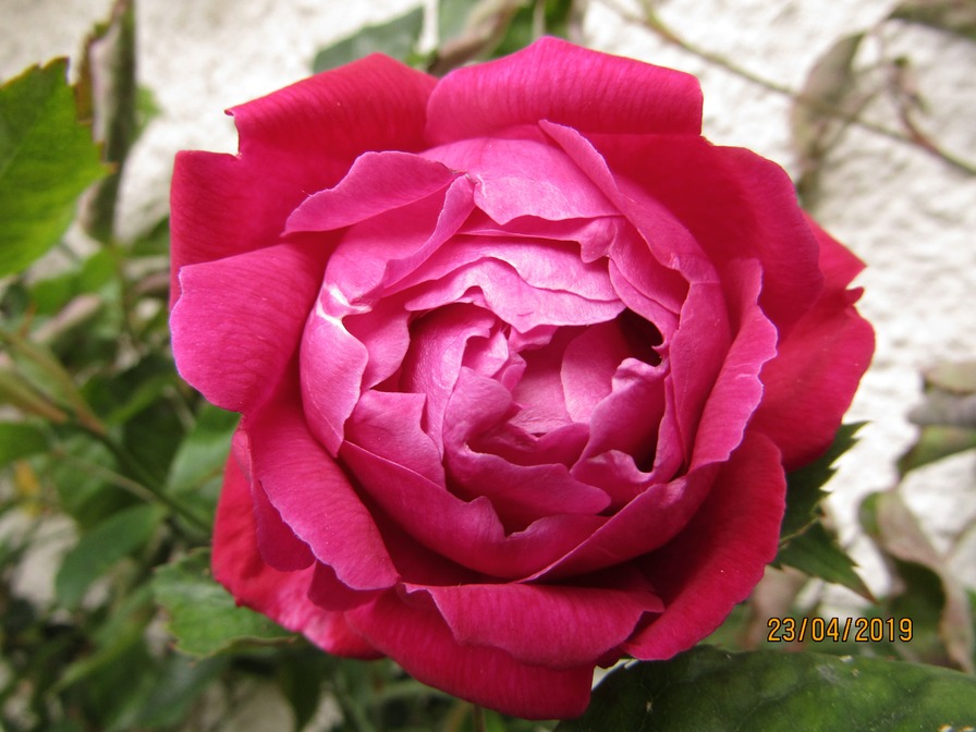 'Slater's Crimson China' rose photo