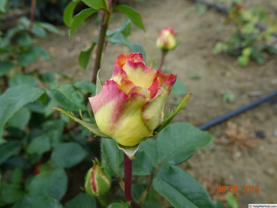 'Aruba' rose photo