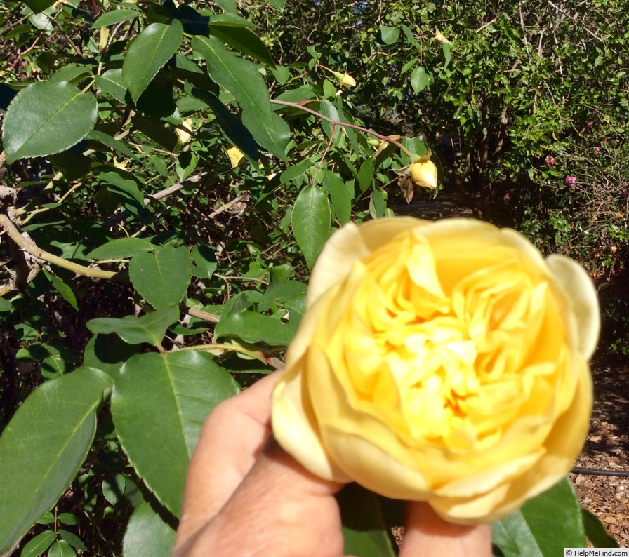 'Chromatella' rose photo