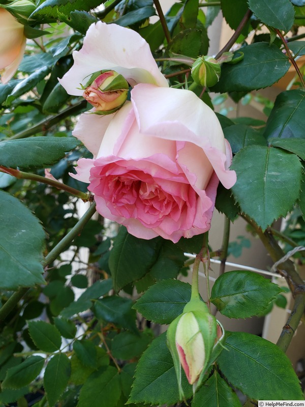 'AUSpishus' rose photo