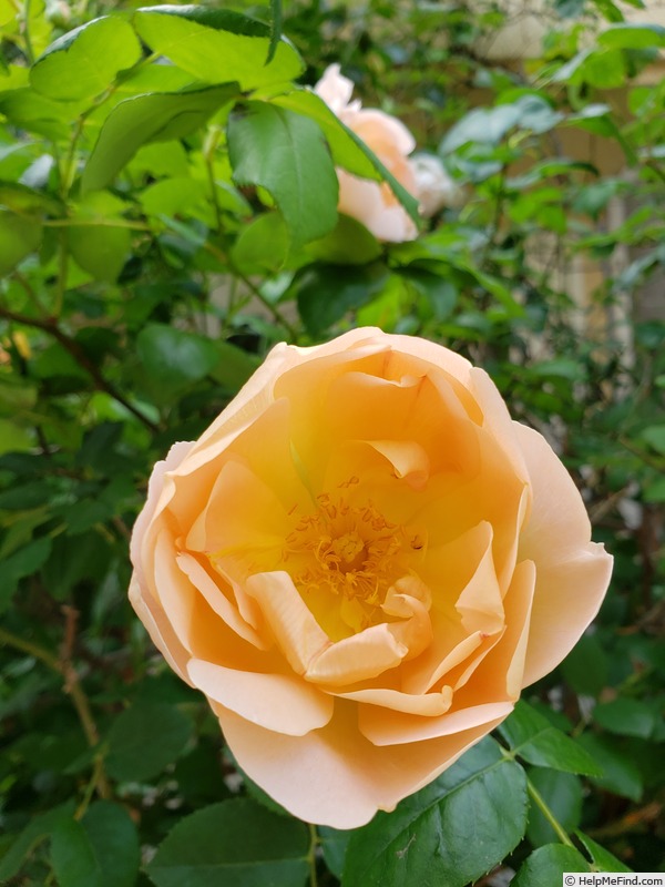 'Comte de Champagne' rose photo