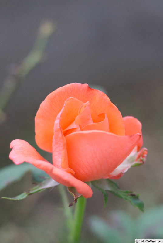 'Tropicana' rose photo