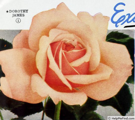 'Dorothy James' rose photo