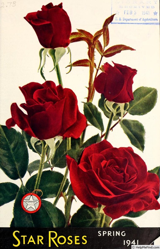 'M.S. Hershey' rose photo