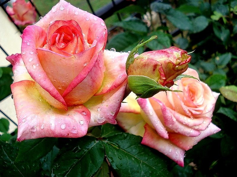 'Pascal Legitimus ®' rose photo