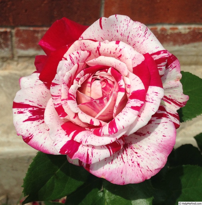 'Neil Diamond' rose photo