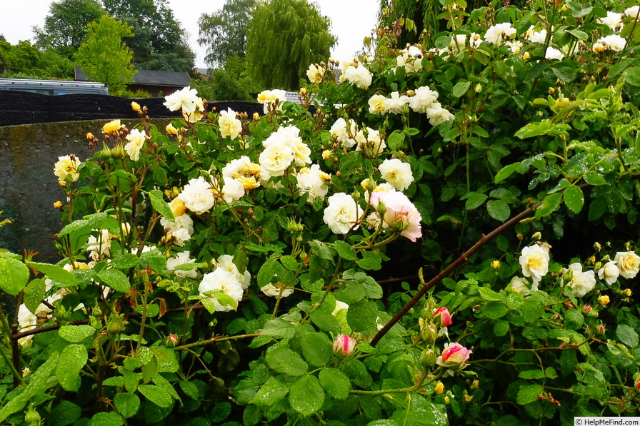 'Danaë (Hybrid Musk, Pemberton 1913)' rose photo