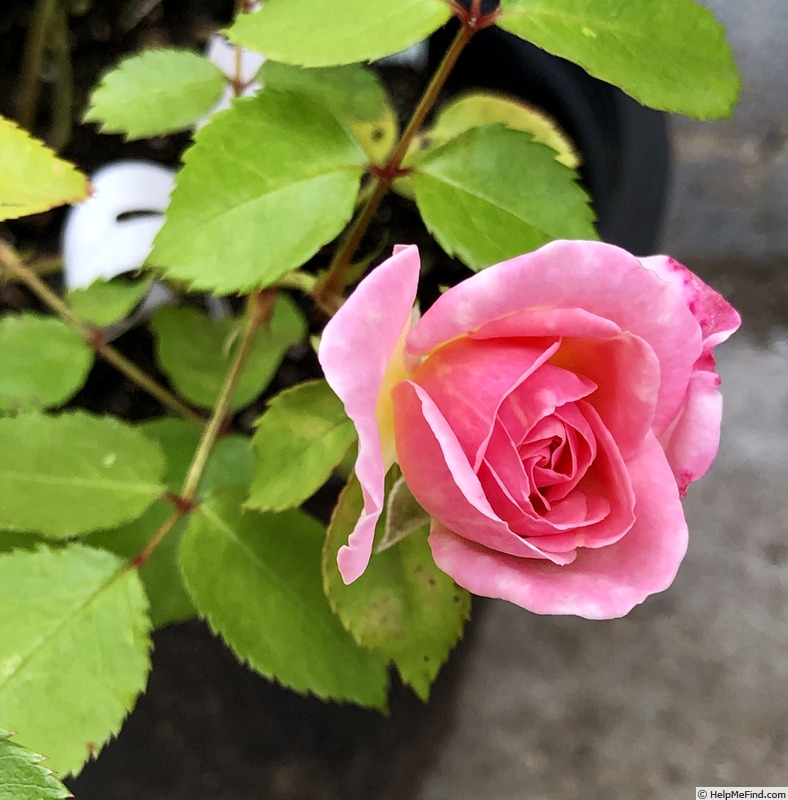 'SOUL13-1' rose photo