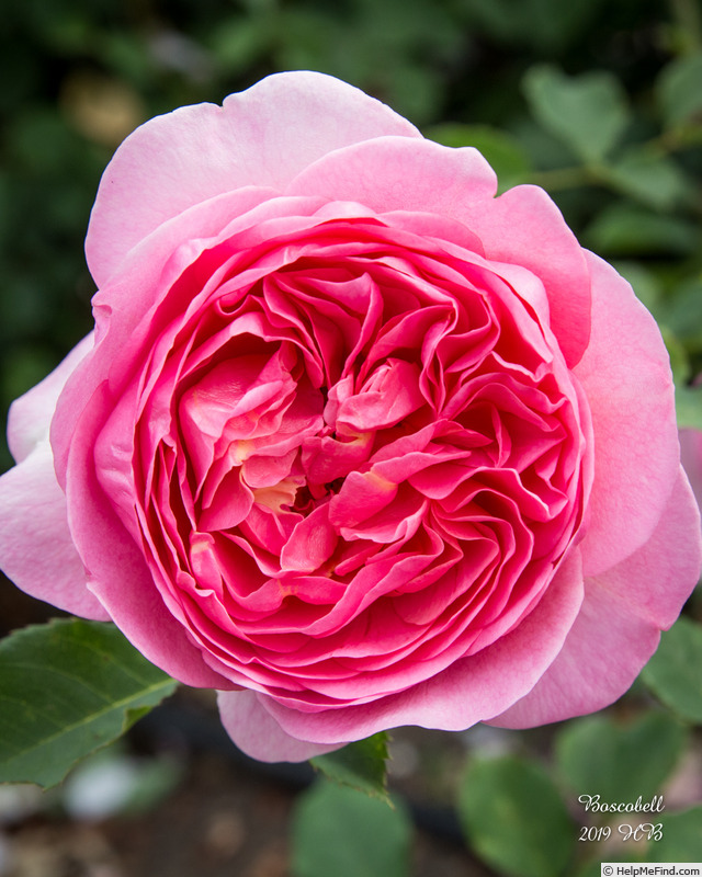 'Boscobel ® (shrub, Austin 2012)' rose photo