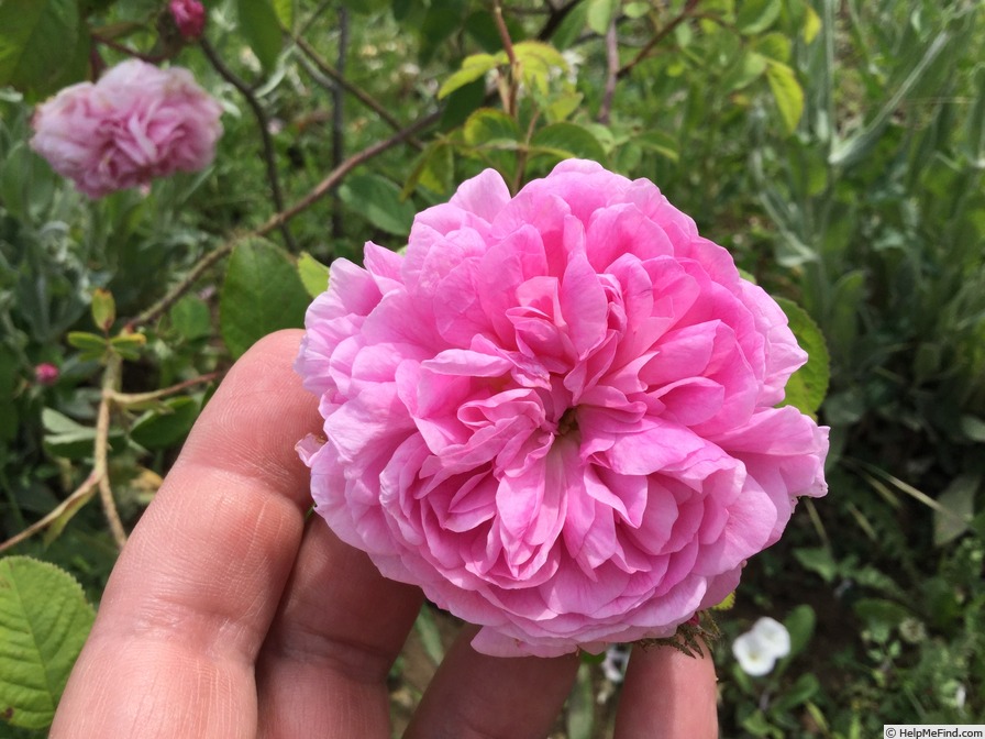 'Rose de Mai (centifolia)' rose photo