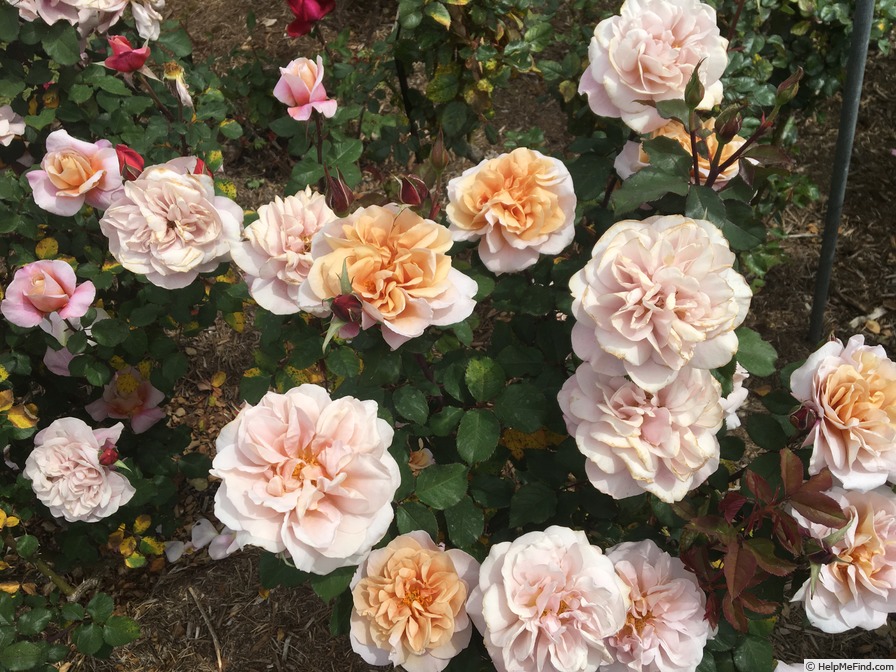 'Distant Drums (Shrub, Buck, 1984)' rose photo