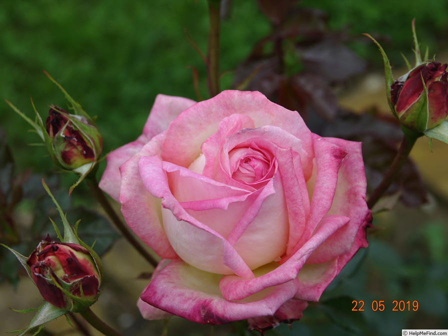'Kraljica Marija' rose photo