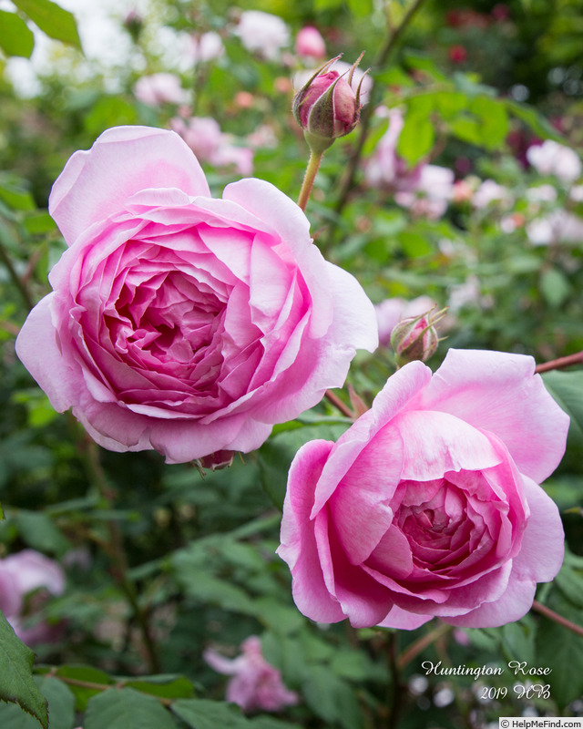 'Huntington Rose' rose photo