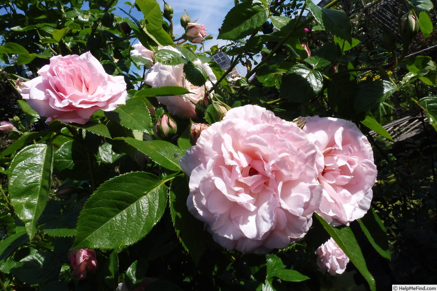'Graciosa ® (climber, Noack, 2002)' rose photo
