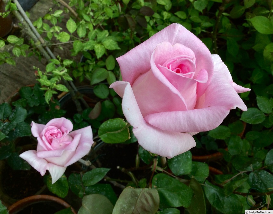 'Grace de Mónaco' rose photo