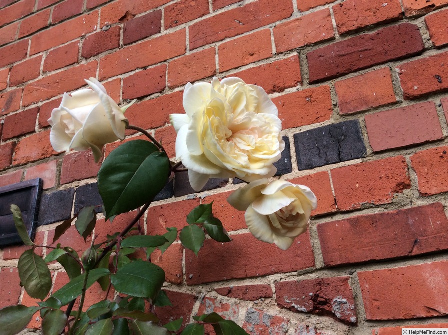 'Climbing Devoniensis' rose photo