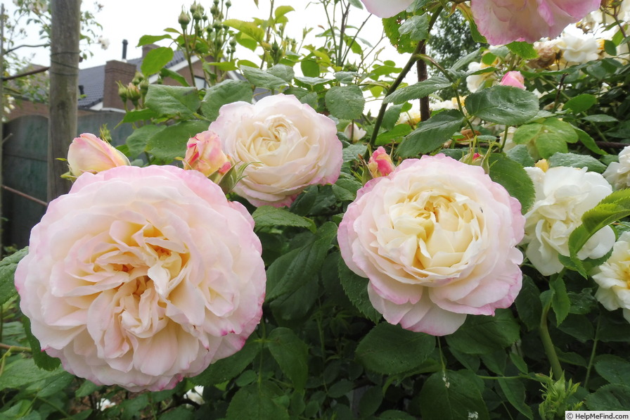 'André Brichet' rose photo