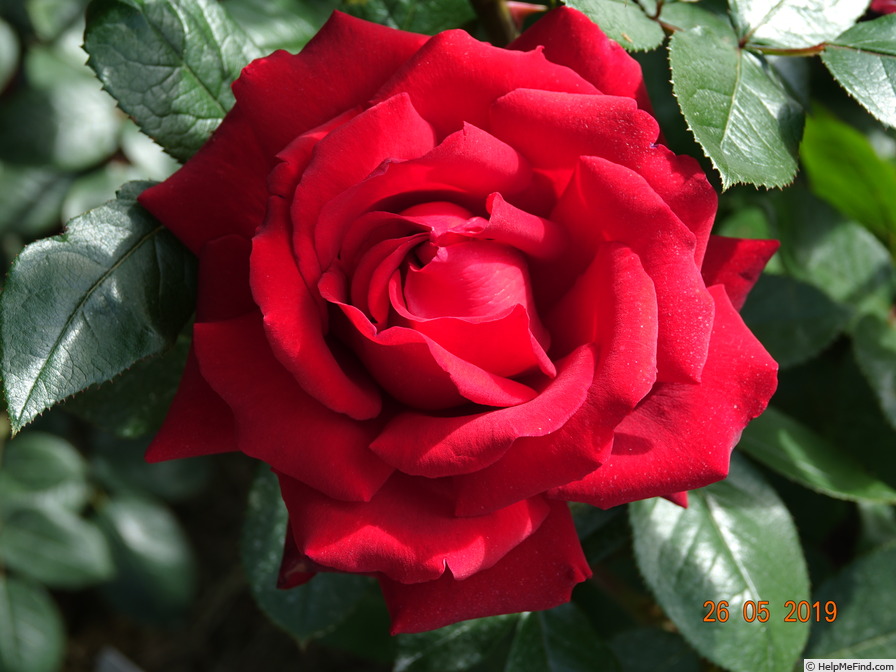 'Aïda (hybrid tea, Mansuino 1956)' rose photo