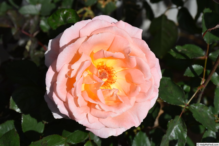 'Rosemary Harkness' rose photo