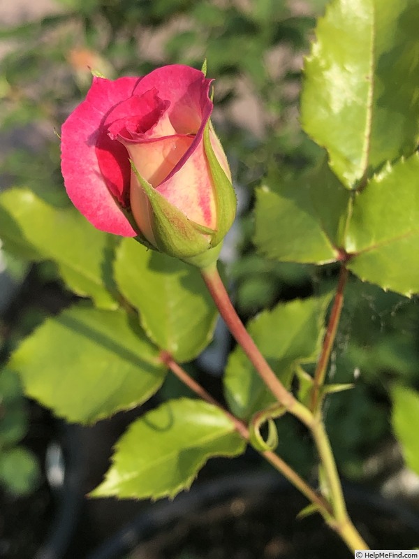 'NAREPP' rose photo