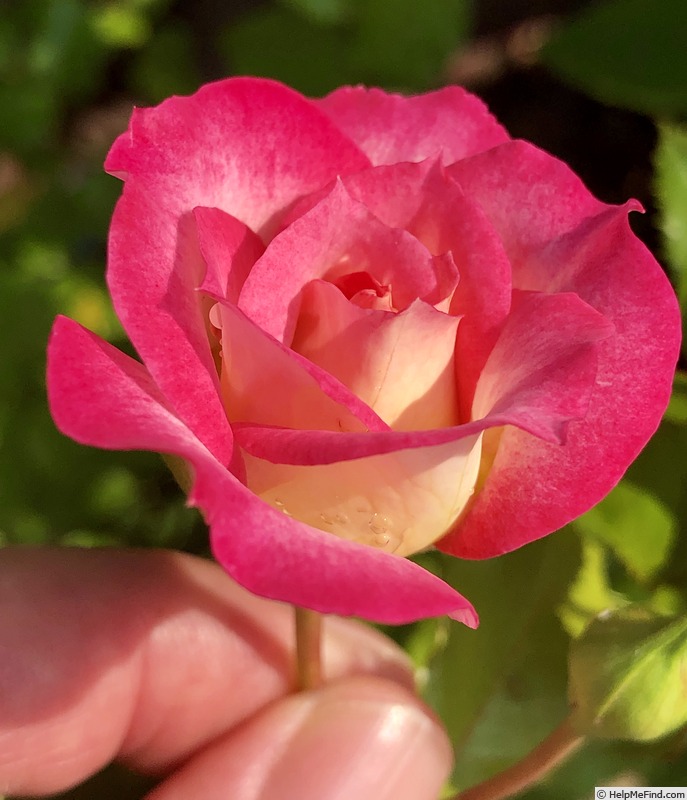 'NAREPP' rose photo