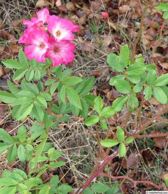 'Gay Vista' rose photo