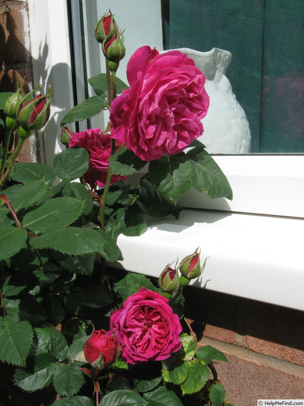 'Sir Joseph Paxton' rose photo