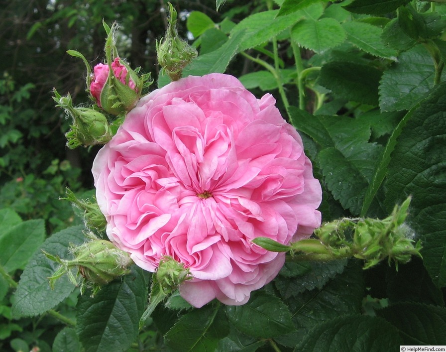 'Ville de Bruxelles' rose photo