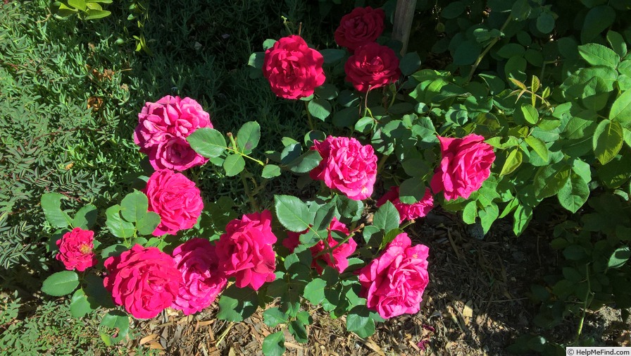 'Rouge Mallerin' rose photo