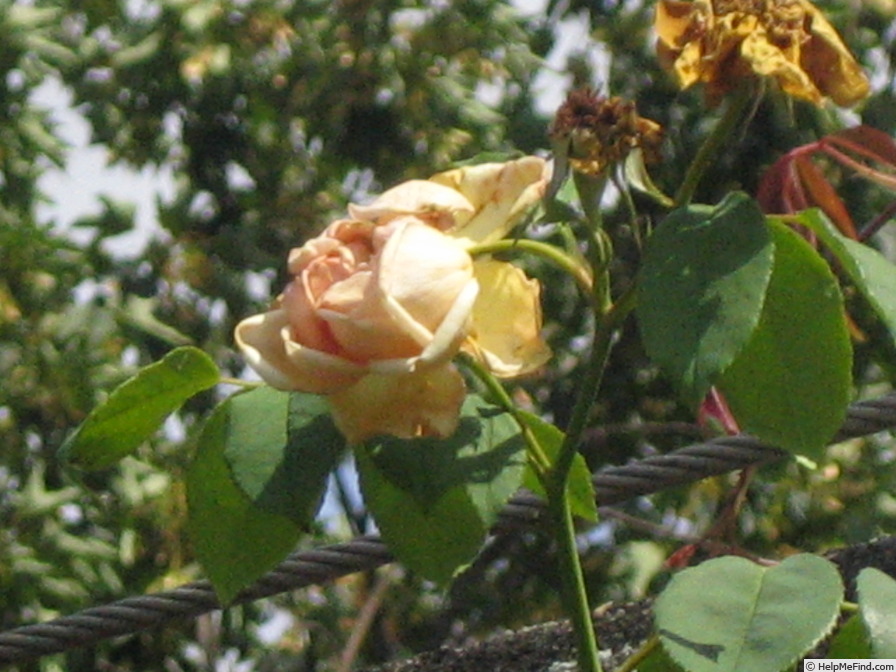 'Madame Bérard' rose photo