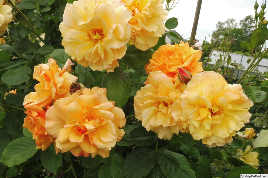 'Autumn Sunset (climber, Lowe 1986)' rose photo