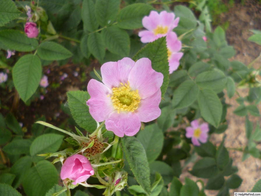 '<i>R. villosa</i>' rose photo