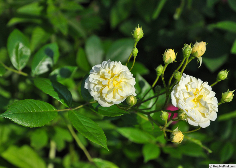 'Lemon Rambler' rose photo