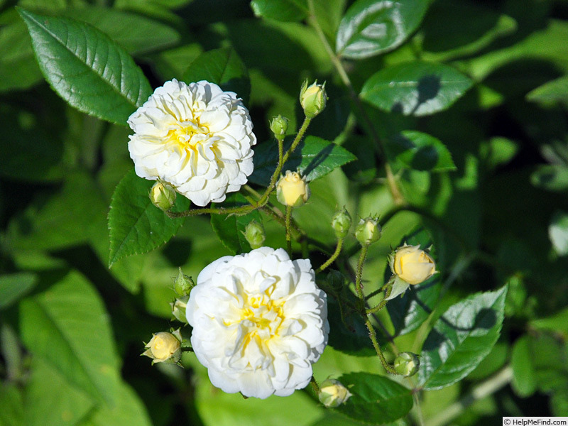 'Lemon Rambler' rose photo