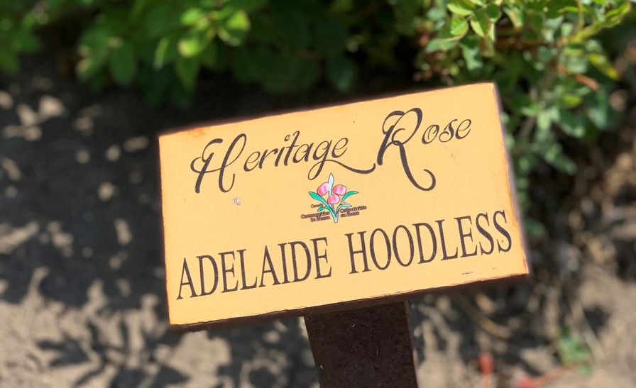 'Adelaide Hoodless' rose photo