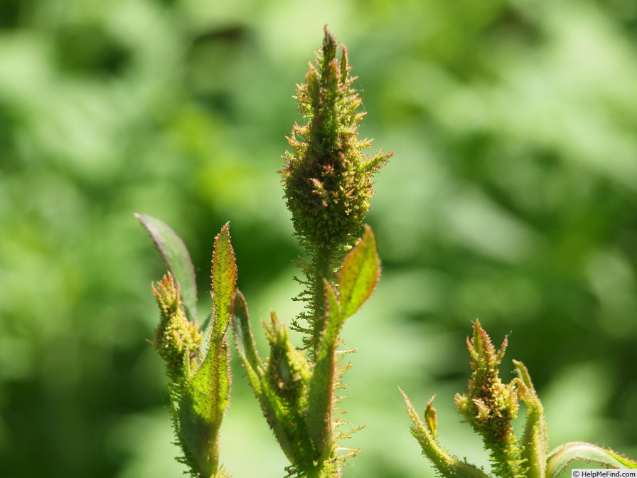 'Common Moss' rose photo