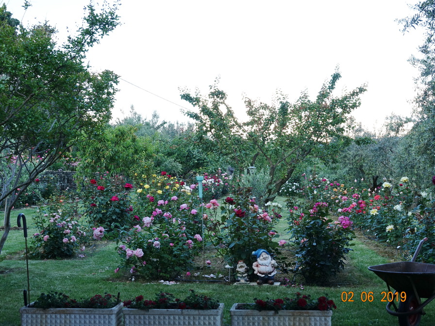 'Rožni vrt Maja de Reggi'  photo
