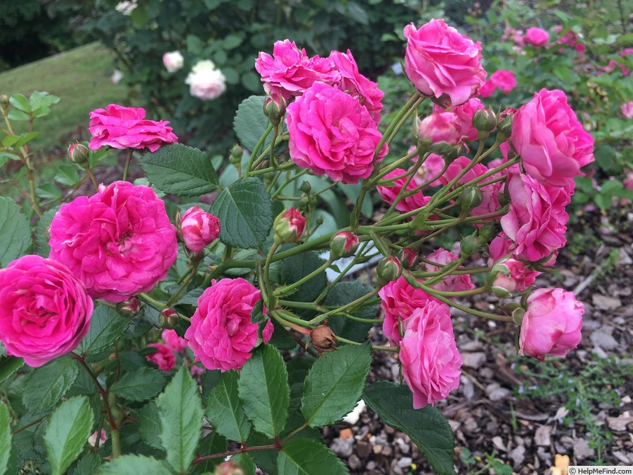 'Kendyl Marie' rose photo