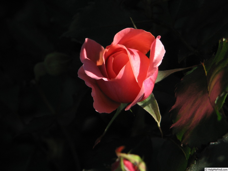 'Carefree Celebration' rose photo