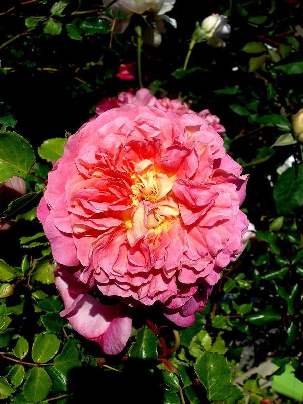 'Christopher Marlowe' rose photo